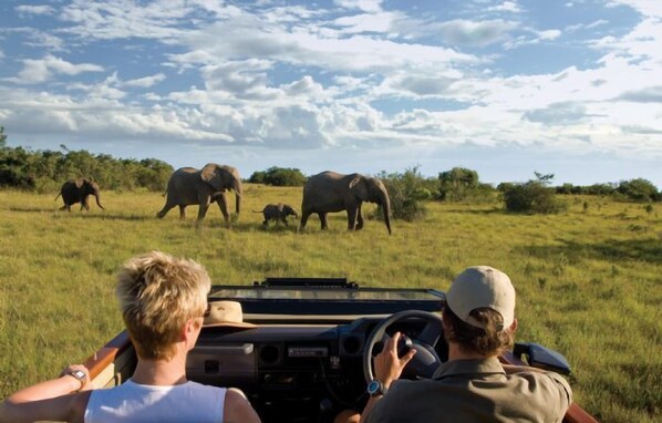 Safari