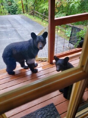 Morning Visitors "The Three Little Bears"