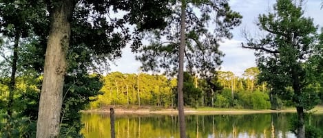 View from the back porch 