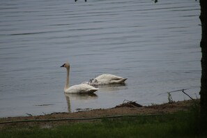 Oklassificerad bild, 5 av 46, knapp