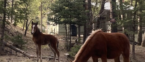 The National Forest is directly behind the cabin…and so are the wild horses.