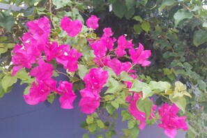 Lots of beautiful bouganvillea flowers!