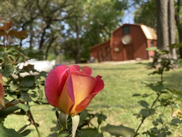 Everything is coming up roses, here at Covenant Gardens!