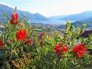 Fleur, Plante À Fleurs, Plante, Végétation, Wildflower, Botanique, Communauté Des Plantes, Paysage