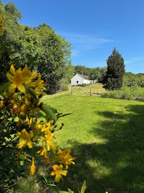 Cove Cottage Basking in the sunshine - late May large grass area ideal for dogs