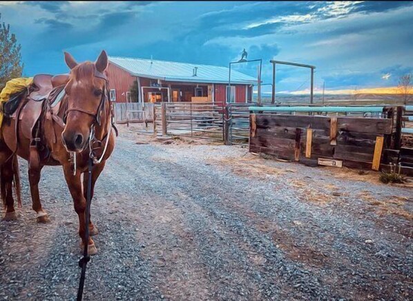 Welcome to Heart Strings Ranch