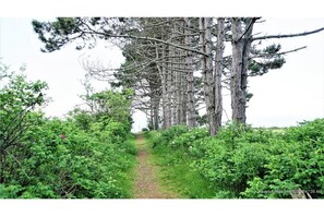 Path to local beach -100 yards from the house