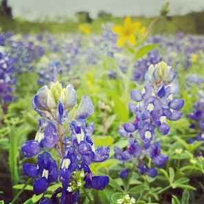 Bluebonnet photo ops!