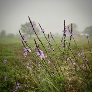 Wildflower abound in Spring!