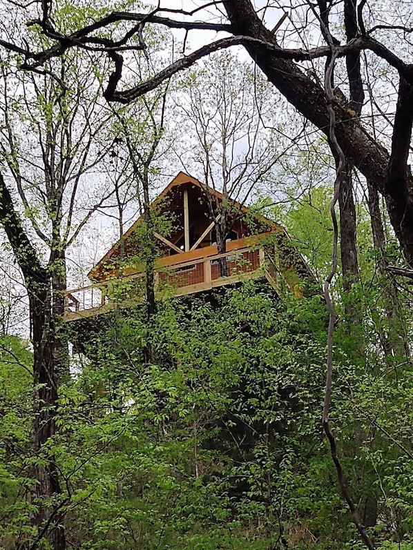 The treehouse. 