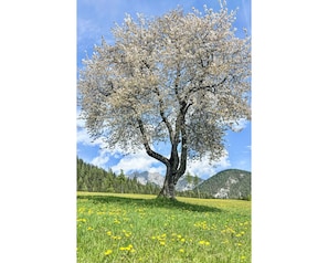 Branche, Arbre, La Nature, Végétation, Prairie, Plaine, Brindille, Printemps, Tronc, Prairie