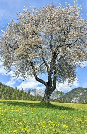 Ast, Baum, Natur, Vegetation, Wiese, Einfach, Zweig, Frühling, Kofferraum, Wiese