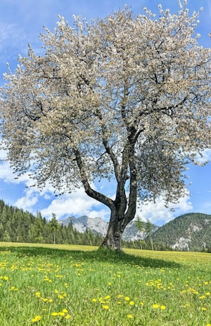 Ast, Baum, Natur, Vegetation, Wiese, Einfach, Zweig, FrĂŒhling, Kofferraum, Wiese