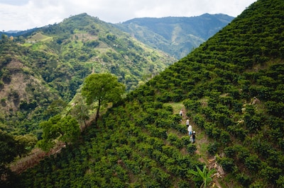 Finca la Manchuria - An authentic and original coffee Lodge - 2h from Medellín