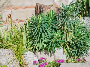 Plante, Végétation, Fleur, Arbre, Herbe, Botanique, Famille Grass, Plante D'Appartement, Feuille, Pin Blanc