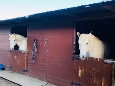 Moss Farm Cottage - A haven for horse & countryside lovers