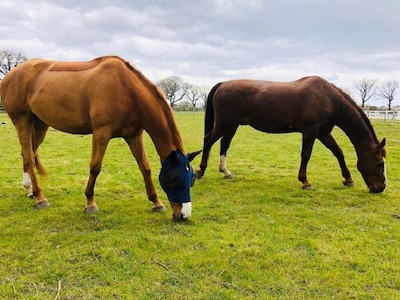 Moss Farm Cottage - A haven for horse & countryside lovers