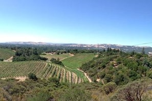 The vineyards in our "backyard".