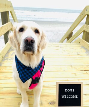 Dogs Welcome!  (Dog Fees apply, up to three dogs allowed)