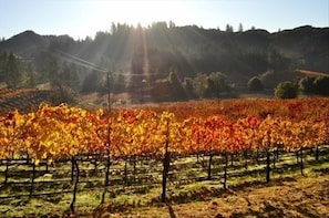 Fall colors illuminating the vineyard.