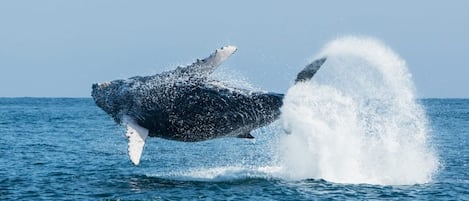 Ballenas Jorobadas