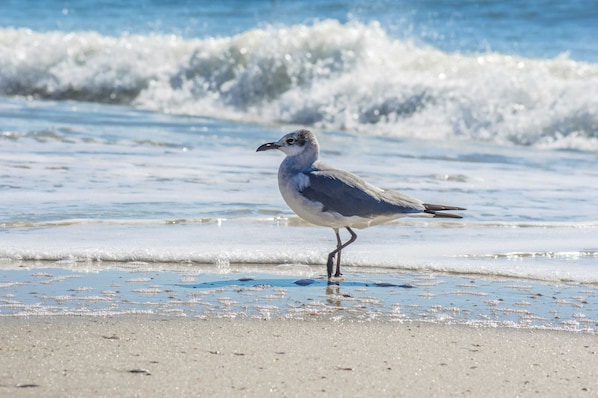 Strand