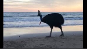 Rare cassowaries promenade the beach.