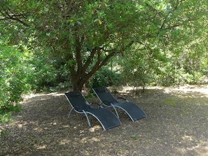 Arbre, Réserve Naturelle, Des Bois, Suppression Des Plantes Ligneuses, Feuille, Plante, Communauté Des Plantes, Herbe, Parc D'État, Tente