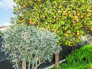 Plante, Fleur, Feuille, Arbre, Orange, Suppression Des Plantes Ligneuses, Arbuste, Nuage