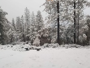 Winter wonderland in the pines!