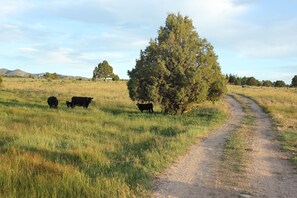 Boendeområde