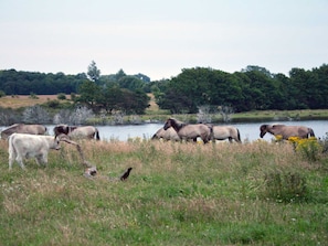 Wildpferde auf der Geltinger Birk