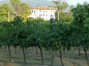 Our Villa and the vineyards