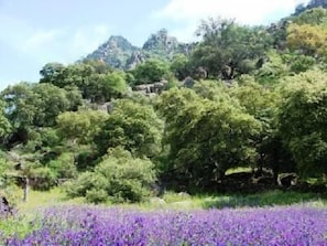 view of mountains from barn meadow