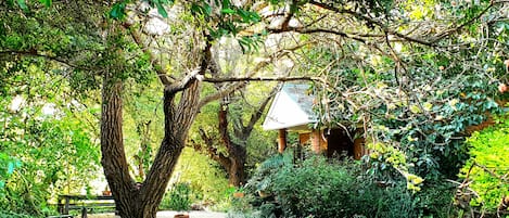 Bushbaby Cottage nestled in a lush garden surrounded by nature 