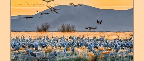 Teresa Johnson captured this stunning Sandhill Crane photo at Hummingbird Ranch.