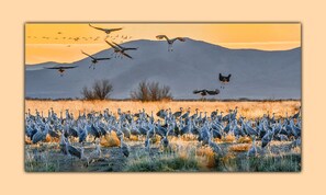 Teresa Johnson captured this stunning Sandhill Crane photo at Hummingbird Ranch.