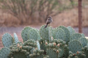 Birders & Wildlife Paradise on 25Acres Scenic Ranch. Taken by Renee K.