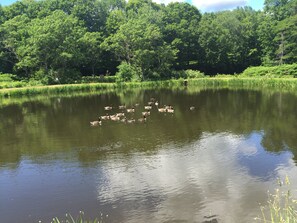 Duck pond on property