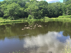 Duck pond on property