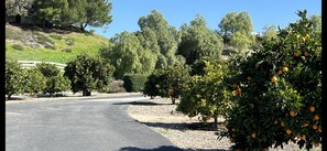 Family citrus grove lines the driveway on this meticulously manicured estate.