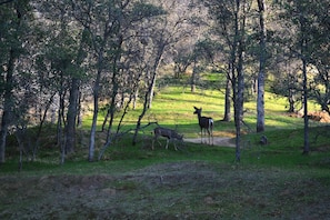 Deer are seen daily at 'The Jay'.