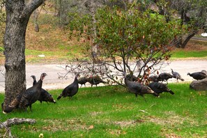 And lot's of wild turkeys! Front yard photo, btw :)