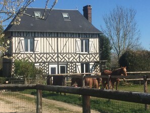 Chevaux devant le gîte