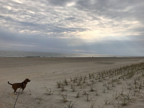 Playa