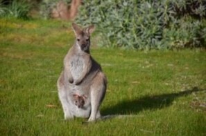 Shy joey. September 2020