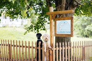 [Farm] Two furry friends eagerly welcome you over the picket fence at Bluebird Farm CT.