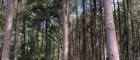 Terrenos do alojamento