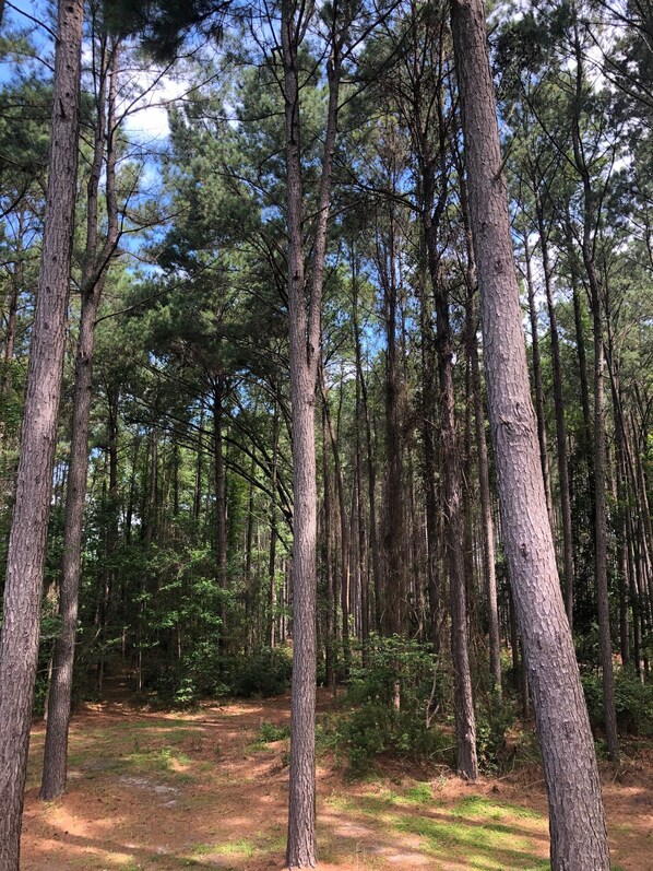 Towering pines