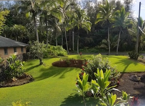 Front yard